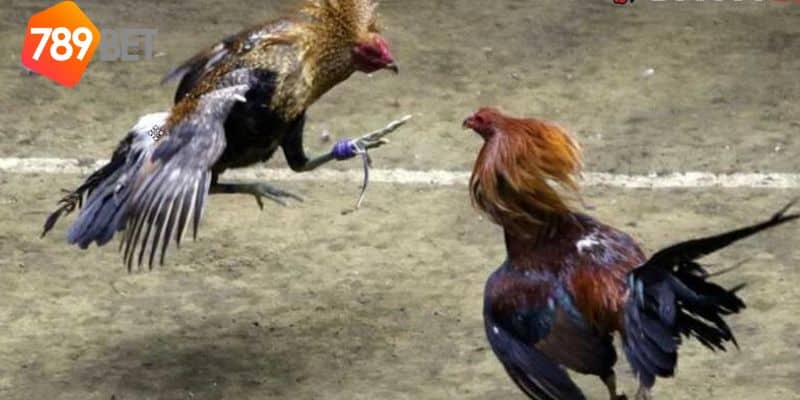 Đá gà casino: Khi sự phấn khích gặp gỡ sòng bạc hàng đầu 3 đá gà casino