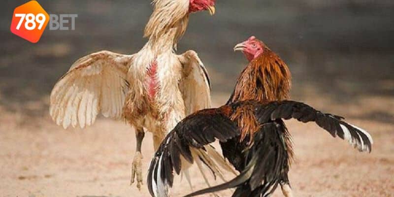 Đá gà casino: Khi sự phấn khích gặp gỡ sòng bạc hàng đầu 4 đá gà casino