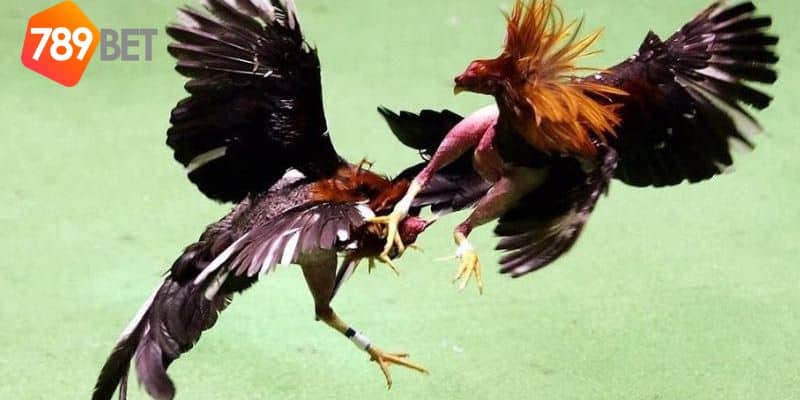 Đá gà trực tiếp: Trải nghiệm sôi động và căng thẳng 2 đá gà trực tiếp