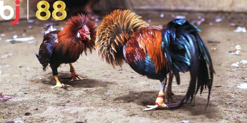 Đánh Giá Chi Tiết Về BJ88 Đá Gà - Trải Nghiệm Hấp Dẫn 4 Chiến thuật chơi đá gà thắng đậm cho hội viên