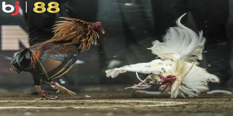 Bj88 Đá Gà - Trải Nghiệm Hấp Dẫn Cùng Chiến Kê Hàng Đầu 4 Khám phá các hình thức BJ88 đá gà đa dạng