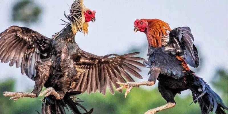 Đá gà Thomo tại 789Bet - Mẹo chơi và chiến thuật cược cho người mới 4 Khám phá cách đặt cược đá gà Thomo tại 789Bet hiệu quả