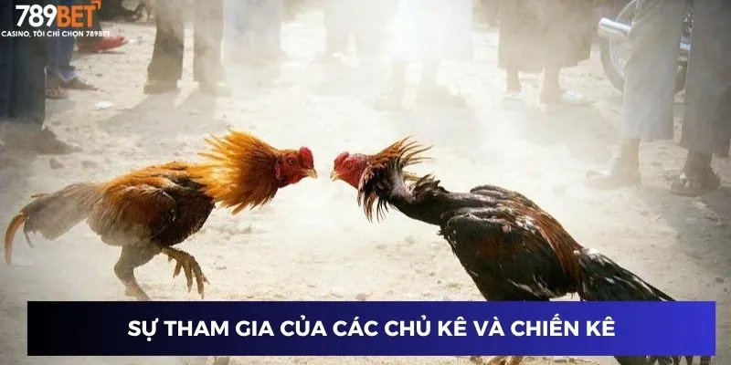 Đấu Trường Cựa Sắt 789BET Nơi So Tài Giữa Các Chiến Kê Mạnh 3 Vai trò của chủ kê và chiến kê trong đấu trường