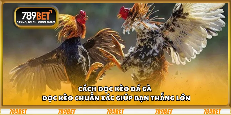 Cách đọc kèo đá gà – Đọc kèo chuẩn xác giúp bạn thắng lớn